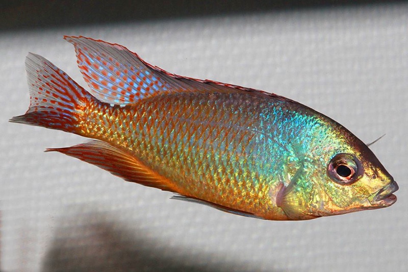 Protomelas virgatus 'Nkhata Bay'